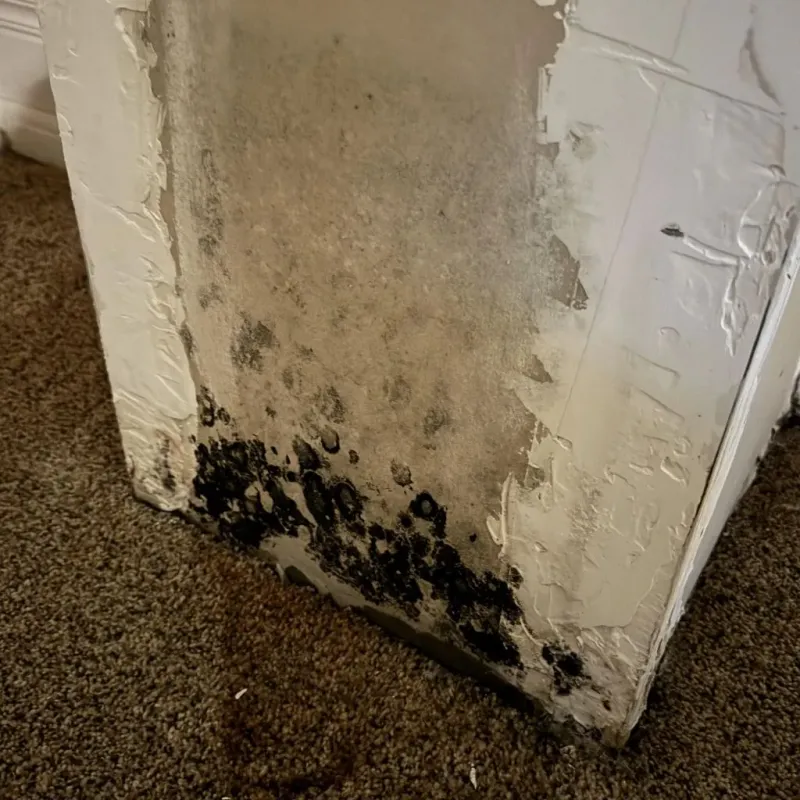 Professional Mold Removal in Parsippany, NJ